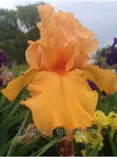 Iris Orange Harvest